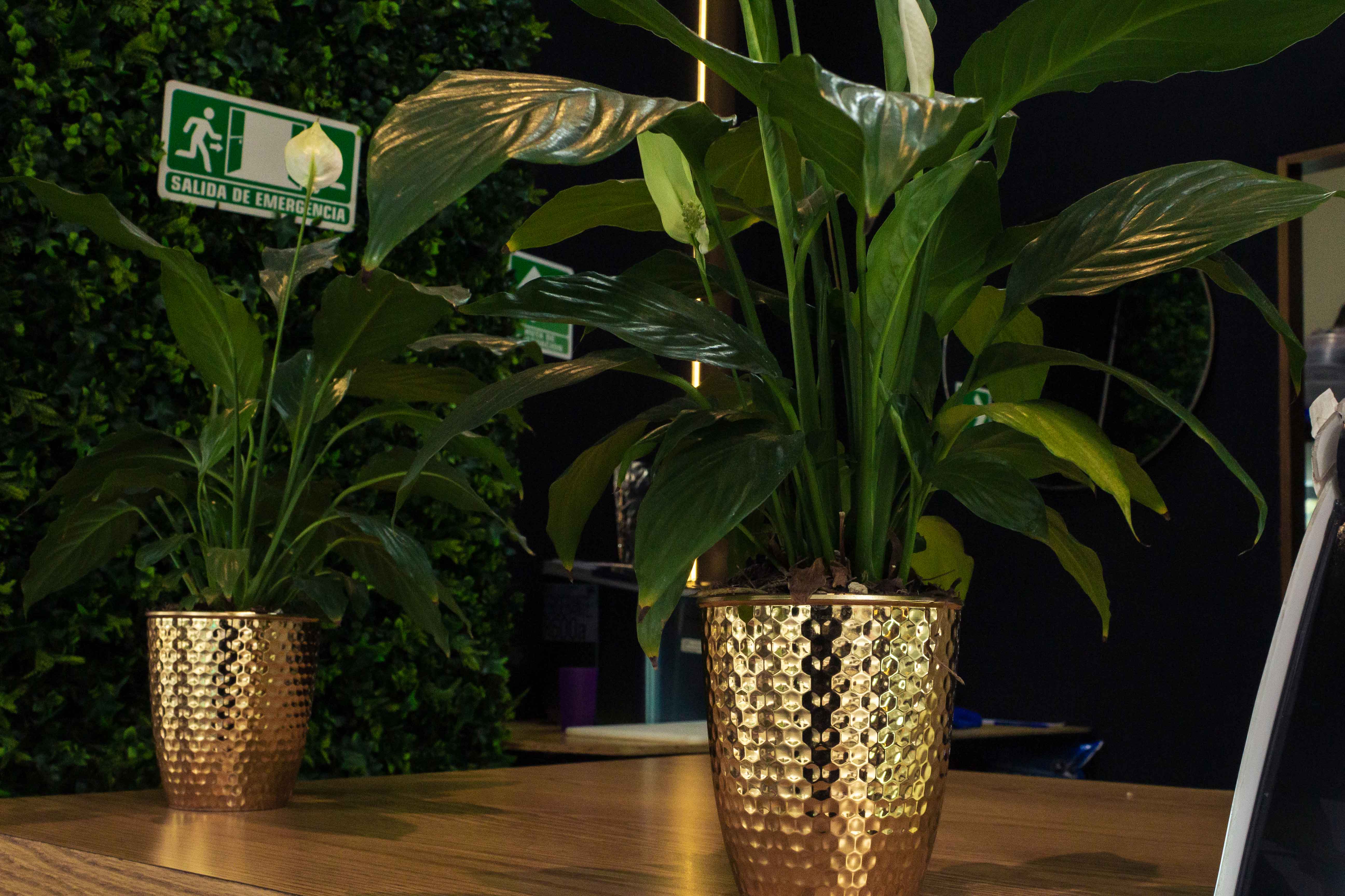 Imagen de La Cafetera